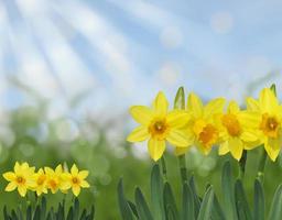 Narcisos de primavera amarilla hierba y cielo azul abstracto fondo bokeh foto