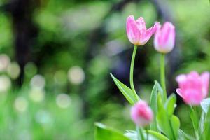 hermoso ramo de tulipanes
