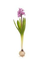 hyacinth pink photo