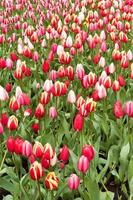 Red and pink Tulips in Keukenhof Flower Garden,The Netherlands photo