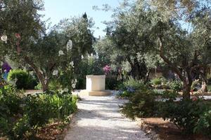 Gethsemane Garden in Jerusalem photo