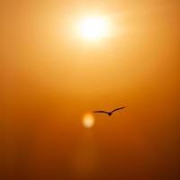 bird silhouetted flying in sunset