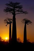 baobab at the sunset photo
