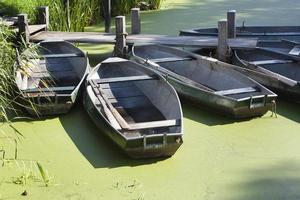 Rowboats photo