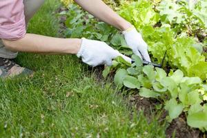 Young woman with hoe working in the garden bed photo