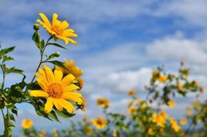 Sunflowers on Blue Sky photo