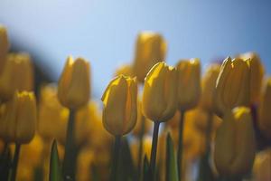 Yellow Tulips against blue sky photo