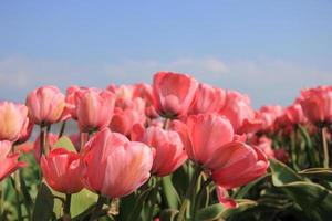 Pink tulips and a blue sky photo