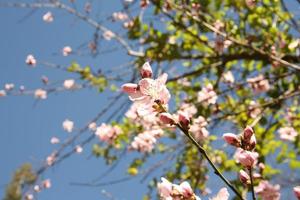 Cherry Blossom Tree with Blue Sky