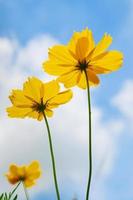 Yellow Cosmos on blue sky background photo