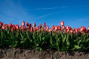 field of tulips with a blue sky photo