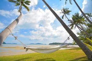 coconut tree under blue sky with hammock photo