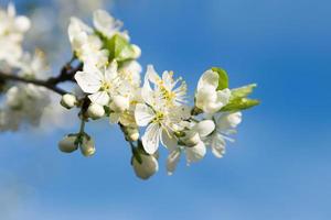 Apple tree blossom. Sunny day. Blue sky