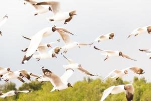 Flying white seagull in the nature sky background photo