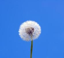 Dandelion in the spring against the blue sky