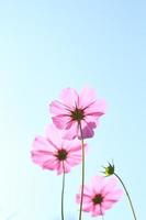 cosmos flowers against the sky with color filter.