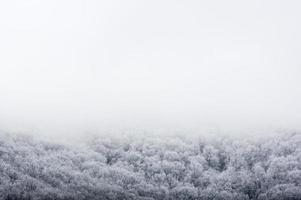 Snow Covered Treeline with Fog and White Sky photo