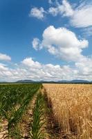Field of corn and grain under cloudy sky photo
