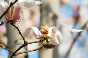 Magnolia floreciente contra el cielo azul foto