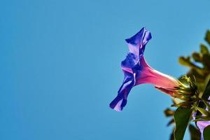Violet flower bindweed against the sky