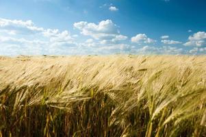wheat field and blue sky summer landscape photo