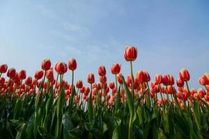 field of tulips with a blue sky photo
