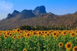 field of blooming sunflowers on blue sky background photo
