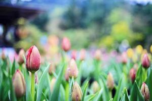 hermoso ramo de tulipanes