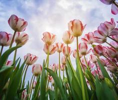 blossoming tulips with blue sky as background