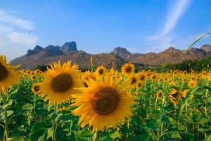 field of blooming sunflowers on blue sky background photo