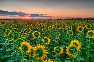 Sunflower sunrise