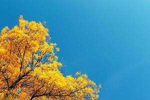 Autumnal Trees and Blue Sky photo
