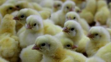 baby kycklingar i inkubatorn