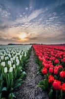 field of tulips with a cloudy sky in HDR photo