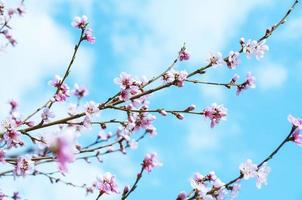 Cherry Blossoms - pink sakura flowers on blue sky background photo