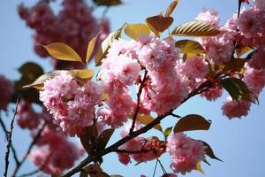 Almonds tree (Prunus dulcis) pink flowers under blue sky photo