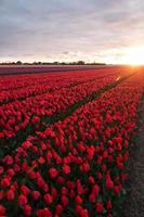 field of tulips with a cloudy sky in HDR photo