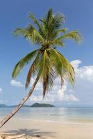 Coconut palm tree photo