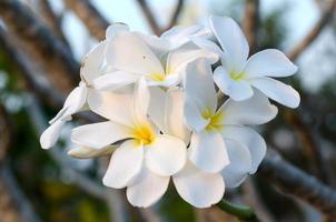 plumeria blossom