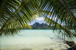 Bora Bora under palms photo