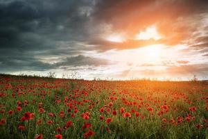 Beautiful poppy field landscape during sunset with dramatic sky