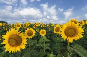 Sunflowers on a background of blue sky. Summer field. photo