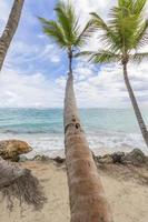 Palm trees on the beach. photo