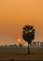 Sugar palm tree and sunset photo