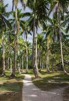 Coconut palm trees perspective view photo