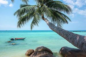 coconut tree hanging over the beach and turquoise sea photo