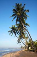 Tropical beach with coconut trees photo