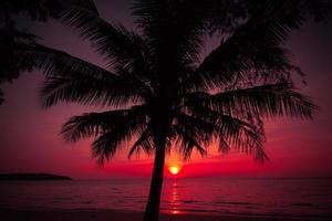 palm trees silhouette on sunset tropical beach. photo