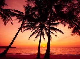 silueta de palmeras en la playa tropical al atardecer. foto