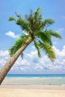 playa tropical de arena blanca con palmera